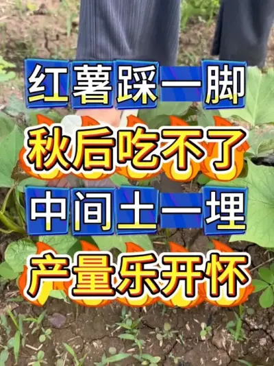 红薯增产小妙招 红薯踩一脚，秋后吃不了，该怎么做呢#红薯种植#红薯种植技术 #红薯管理 #红薯种植小技巧 #红薯