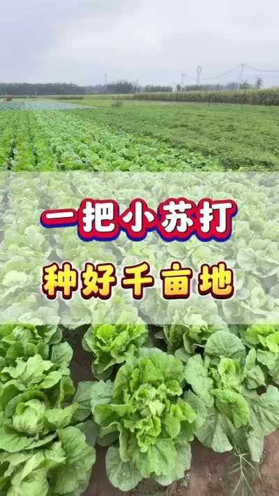 一把小苏打，种好千亩地！#蔬菜种植 #农业种植 #生根壮苗 #增产增收