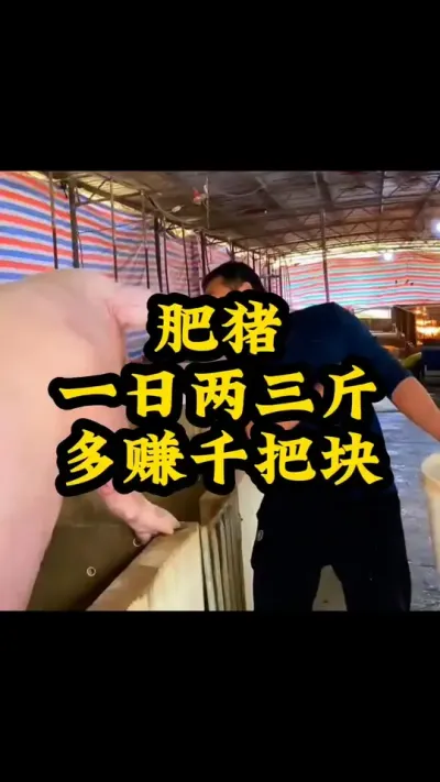 #猪喂什么饲料长得最快 #每天分享养殖技术和经验 #所有养猪人 #服务三农支持三农 #每天分享实战养猪经验