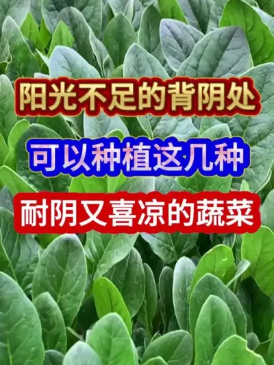 阳光不足的背阴处可以种植这几种耐阴又喜凉的蔬菜 #蔬菜种植 #农业种植 #种植小技巧 #三农 #分享农业知识帮农民增产增收