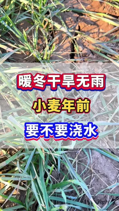 暖冬干旱无雨，小麦年前到底要不要浇水！ #小麦高产 #小麦施肥 #小麦种植管理技术 #分享农业知识帮助农民增产增收