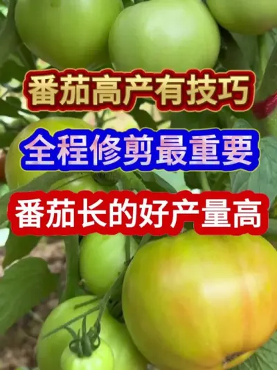 番茄高产有技巧全程修剪最重要番茄长的好产量高 #番茄种植 #西红柿种植 #农业种植 #种植小技巧 #分享农业知识帮农民增产增收
