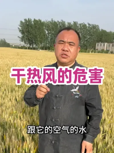 干热风的危害 还能防、有机会防干热风的都是好麦。这样的麦在宿州南部比例不大。#聚焦三农