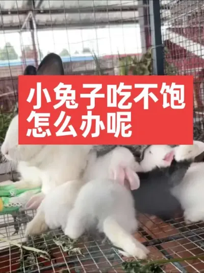 小兔子吃不饱，怎么办呢？ #兔子#三农#养殖#养兔人#养兔子