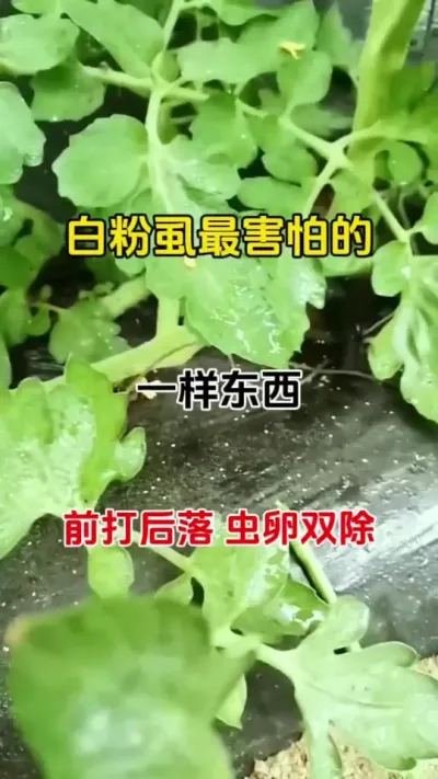 白粉虱克星#蚜绝虱灭 #病虫害防治 #番茄种植#抖音助农