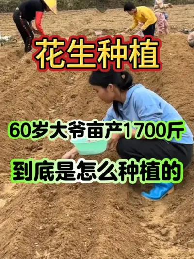 花生高产有技巧，亩产轻松过千斤，一颗就结一大堆 #三农  #花生种植  #花生种植技术  #农业种植 #抖音助农