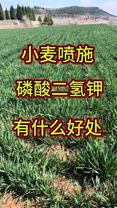 小麦喷施磷酸二氢钾有什么好处#小麦 #磷酸二氢钾#三农 @抖音创作小助手
