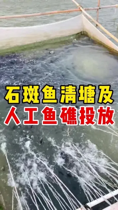 石斑鱼清塘及人工鱼礁投放 #石斑鱼养殖技巧 #水产养殖 #养鱼日记 #三农 #石斑鱼@抖加🔥上热门🔥dou+🔥热点宝