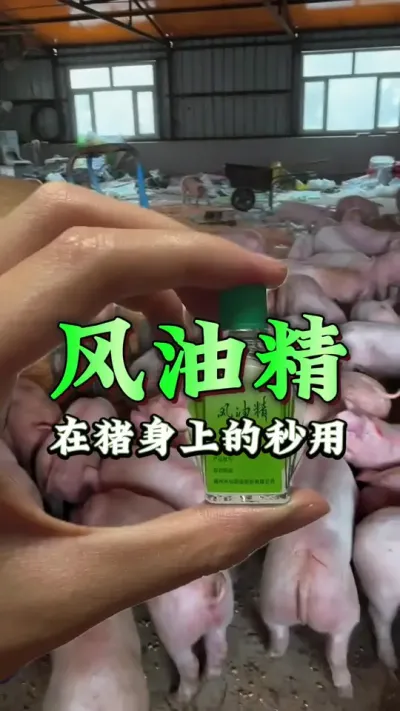 #养猪人 #三农养猪人 #科学养猪 #养猪人加油干 #自繁自养母猪