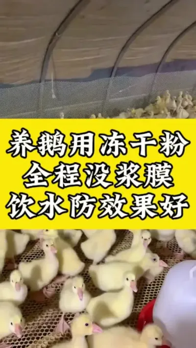 养鹅用冻干粉，效果好 #家禽养殖技术分享 #养鹅流程#养鹅技术分享#养鹅流程 #养鹅人