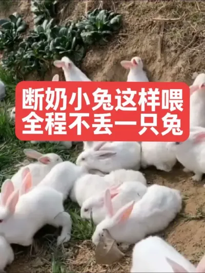 断奶小兔这样喂，全程不丢一只兔 #兔子#三农#养殖#养兔#养兔人