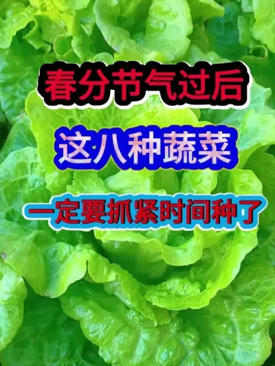 春分节气过后这八种蔬菜一定要抓紧时间种了 #蔬菜种植 #农业种植 #种植小技巧 #三农 #分享农业知识帮农民增产增收