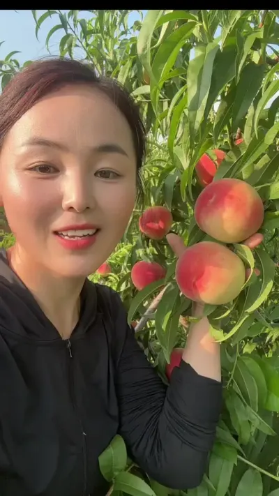 红夏桃 60亩红夏在等五六天可以卖了🍑#分享农业管理知识帮农民增产增收 200亩果园#分享农业管理