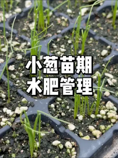 小葱出苗后水肥管理，后期移栽注意事项 #种植 #农业种植 #三农 #种菜