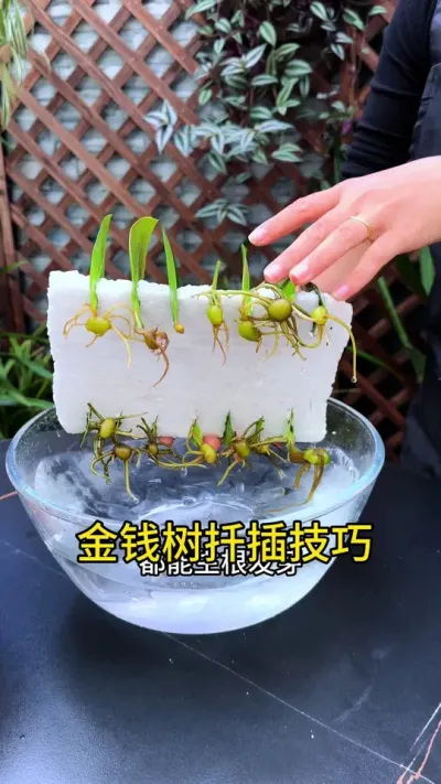 喜欢金钱树的花友，不用花钱买，揪几张叶片就能成活#花卉绿植 #金钱树 #养花小知识