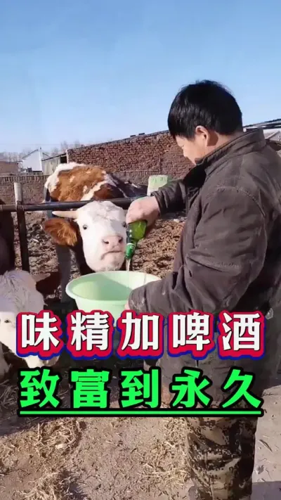 味精加啤酒致富到永久#新手养牛#养牛#牛羊养殖