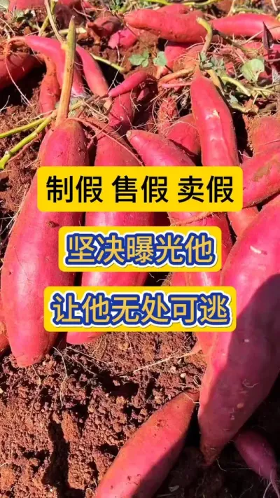 胆敢制假，造假，售假！坚决曝光这个公司，让他无处可逃！#农资打假 #3.15曝光 #农业知识 #红薯种植 #打假