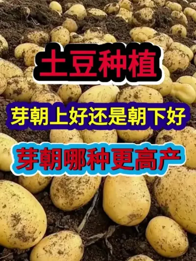 土豆种植芽朝上好还是朝下好芽朝哪种更高产 #土豆种植 #土豆高产种植 #农业种植 #三农 #分享农业知识帮农民增产增收