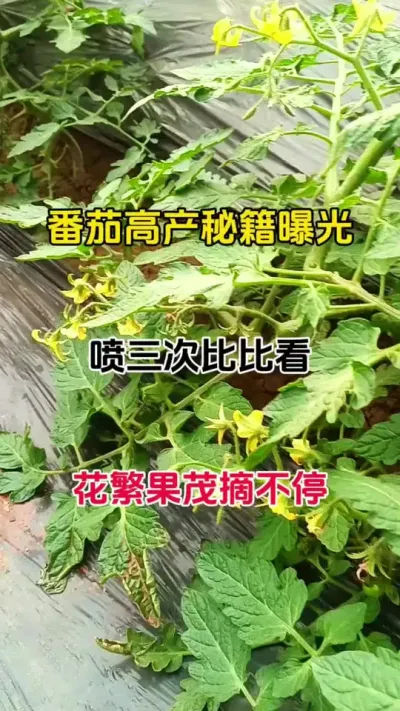 喷三次比比看，花开的就是多，果结的就是密，花少花落不开花，落花落果不用愁，一招搞定#促花保果 #促花肥 #促花芽分化 #番茄种植