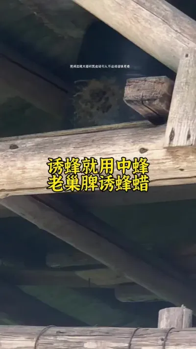 诱蜂就用中蜂老巢脾诱蜂蜡#养蜂#诱蜂#养蜂技术 @抖音小助手