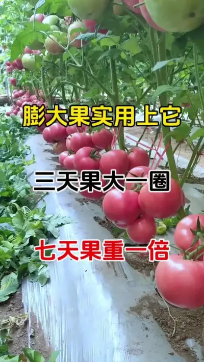 不怕果子大，叶面喷施，加上它，果大果重不空不裂，无激素，瓜果蔬菜通用#膨果 #膨果增甜 #膨果上色增甜