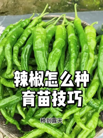 辣椒怎么时候种，辣椒的育苗方法 #农业种植 #三农 #种菜 #种植