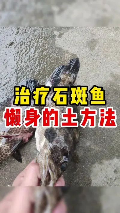 治疗石斑鱼懒身的土方法 #水产养殖 #养鱼日记 #三农 #石斑鱼 #养鱼 @抖加🔥上热门🔥dou+🔥热点宝