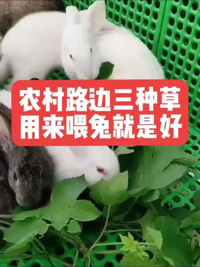 农村路边三种草，用来养兔就是好 #兔子#三农#养殖#养兔#养兔人