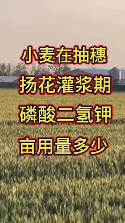 小麦