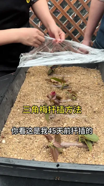 喜欢三角梅，不用花钱买，去路边剪跟枝条就能成活#三角梅 #花卉绿植 #种植小技巧