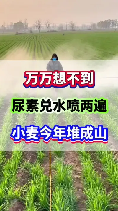 尿素兑水喷两遍，小麦今年堆成山！#小麦种植 #小麦高产 #小麦种植管理技术  #小麦施肥  #传播农业小知识