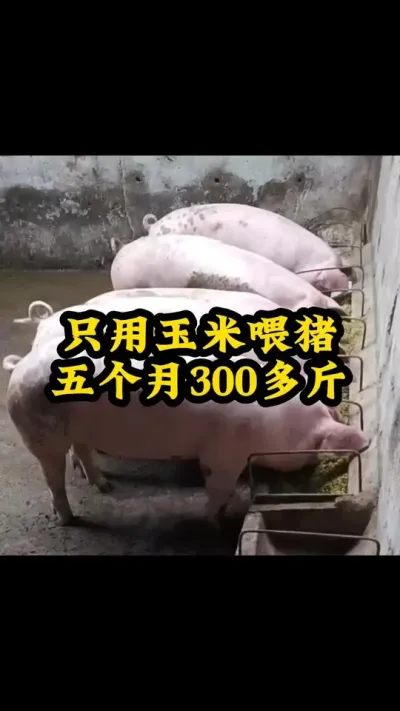 #每天分享养殖技术和经验 #猪喂什么饲料长得最快 #每天分享实战养猪经验 #服务三农支持三农 #喂猪人的日常生活不容易