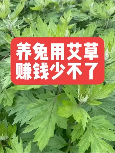 养兔用艾草，赚钱少不了 #三农#养殖#兔子#养兔子#养兔人