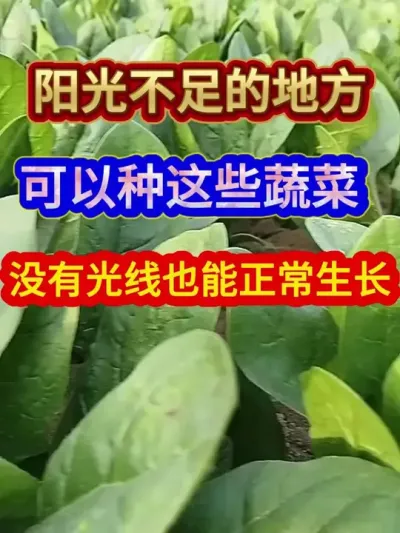 阳光不足的地方可以种这些蔬菜没有光线也能正常生长 #蔬菜种植 #农业种植 #三农 #种植小技巧 #分享农业知识帮农民增产增收