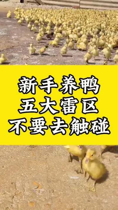 新手养鸭五大雷区#肉鸭养殖 #养鸭人 #禽病技术指导 #每天分享养殖技术和经验 #番鸭