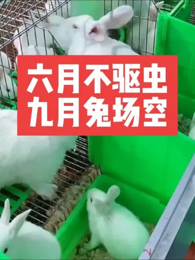 六月不驱虫，九月兔场空 #三农#养殖#兔子#养兔子#养兔人