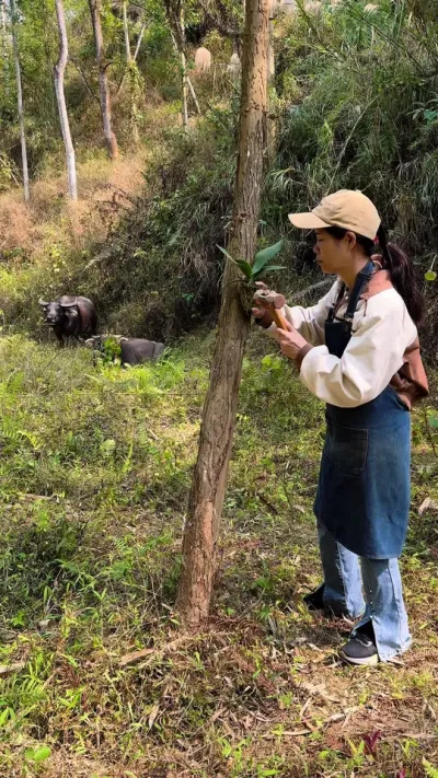 蝴蝶兰不生长，不开花，没用对方法，不管你种在哪里都没用#蝴蝶兰 #花卉绿植 #种植小技巧