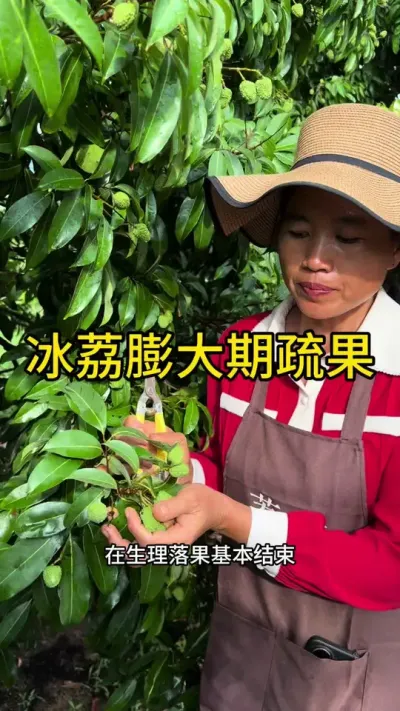 冰荔膨大期疏果教程#果树管理技术 #新农人计划2025 #dou来广东百千万 #青dou计划