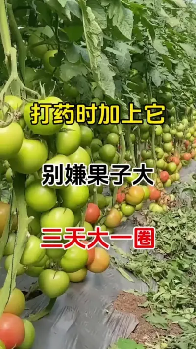 不嫌果大、果重、果多、打药加上它#膨果 #果实膨大秘方 #膨果肥配方