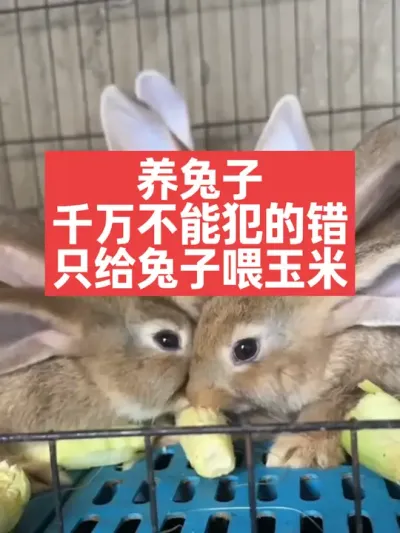养兔子千万不能犯的错，就是只给兔子喂玉米 #兔子#养殖#三农#养兔人