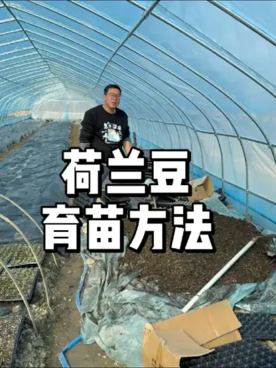 荷兰豆育苗方法，荷兰豆怎么育苗 #农业种植 #种植 #三农 #种菜