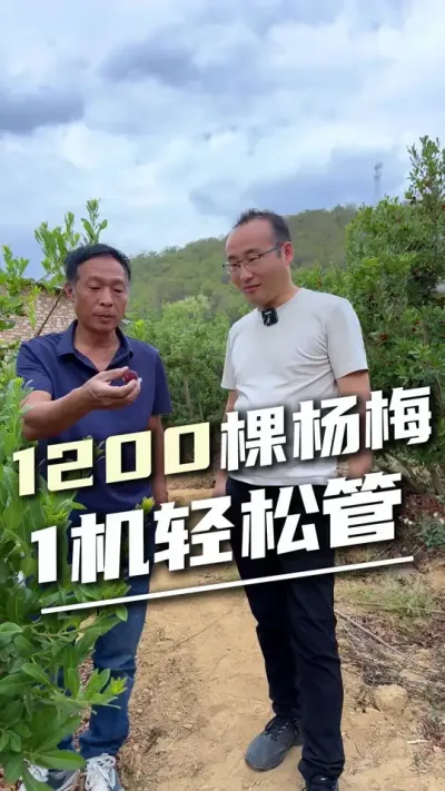 老农笑了！水肥一体化让杨梅卖高价，1人管千棵！#杨梅种植 #全自动水肥一体化 #山地灌溉系统#告别人工灌溉 #精准施肥