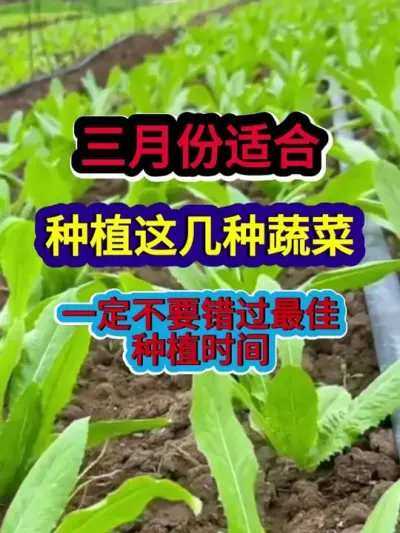 三月份适合种植这几种蔬菜一定不要错过最佳种植时间 #蔬菜种植 #农业种植 #种植小技巧 #三农 #分享农业知识帮农民增产增收
