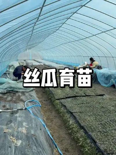 丝瓜什么时候育苗，丝瓜育苗方法 #农业种植 #种植 #三农 #种菜