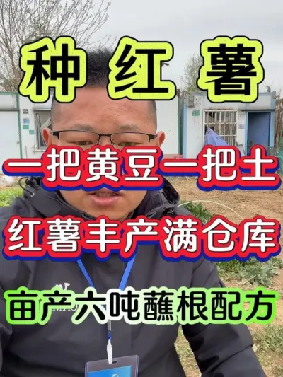 一把黄豆一把土红薯丰产满仓库 #红薯 #红薯种植 #红薯高产种植 #红薯种植技术 #种红薯