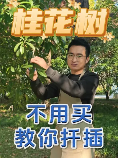 桂花树不用买，今天教你如何扦插！ #养花  #花卉绿植  #扦插  #桂花 #春日疯长行动