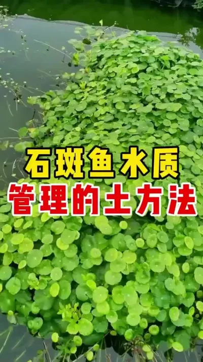 石斑鱼水质管理的土方法 #石斑鱼养殖技巧 #水产养殖 #养鱼日记 #石斑鱼 #三农 @抖加🔥上热门🔥dou+🔥热点宝