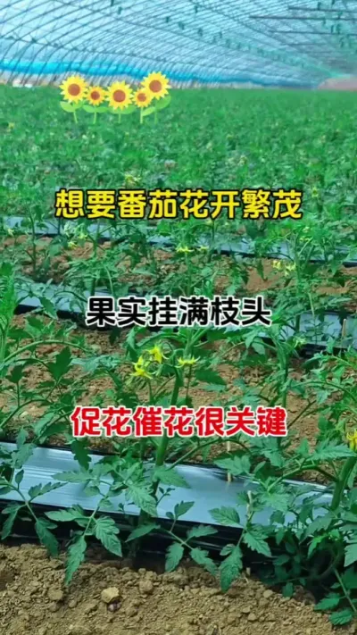 想要番茄花开繁茂，果实挂满枝头，其实促花催花很重要#促花保果 #番茄种植 #抖音助农