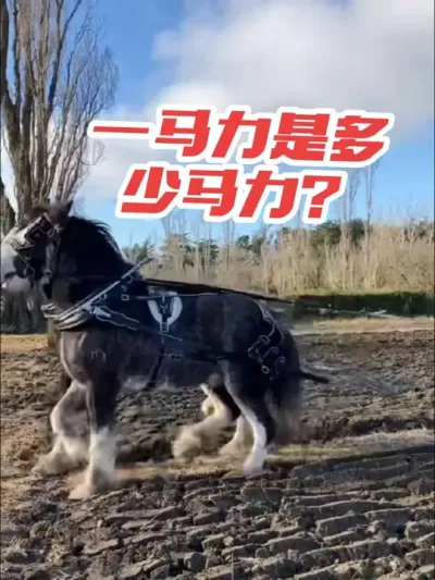 阿米什人的农业机械😖 #马力 #阿米什人 #畜力 #农业机械 #农机视频 @抖音小助手
