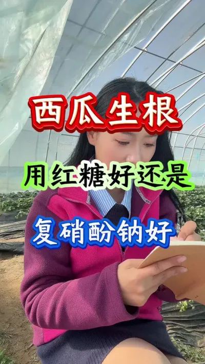 西瓜种植 西瓜生根用红糖好还是复硝酚钠好#西瓜种植#西瓜管理#西瓜生根